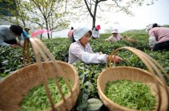 陇南“气象保姆”守护茶农增产增收