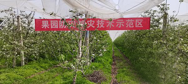 青岛农技中心构建防灾减灾救灾农技服务新机制