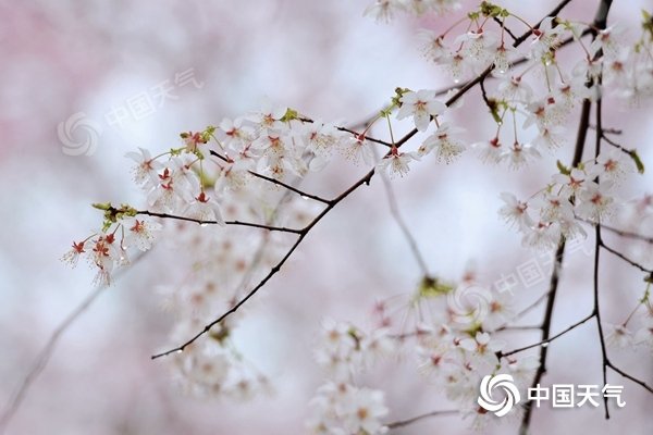 南方阴雨不断降温明显 清明假期全国大部晴暖在线 