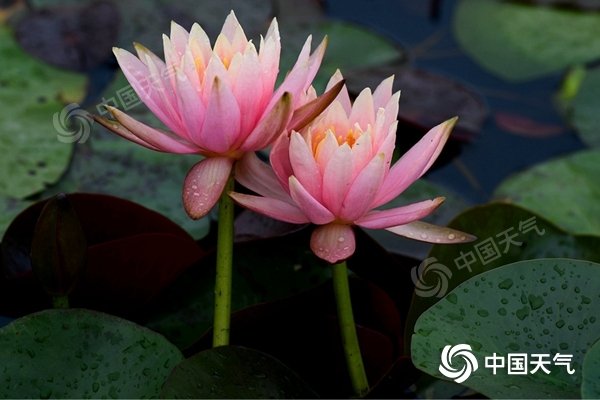 华北东北多地提前体验初夏般炎热 明起南方新一轮降水上线 