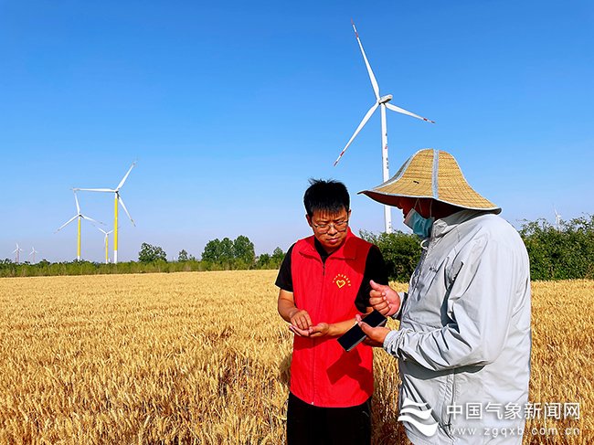 夏粮丰收的气象智慧——气象部门创新服务“三夏”掠影