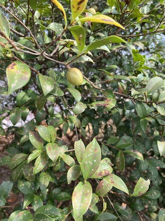 油茶生产气象服务专报（第02期）