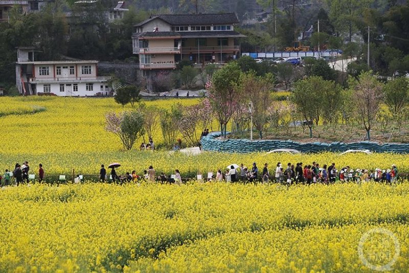 撂荒地变高标准农田 游客油菜花田享春天 