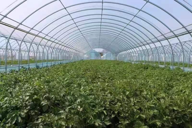滕州马铃薯产业发展情况