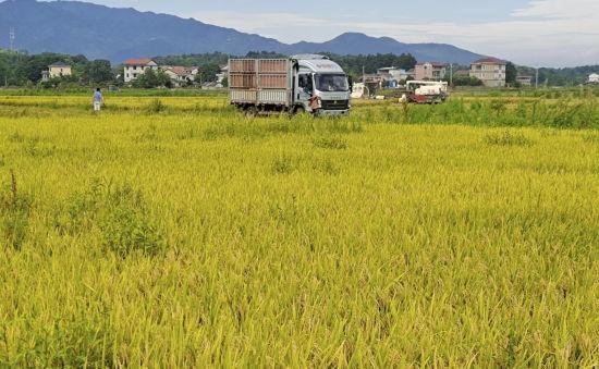 湖南零陵高标准农田拓宽群众“增收路”