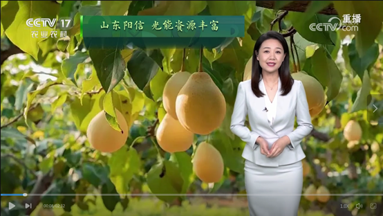 阳信鸭梨亮相CCTV-17《农业气象》节目